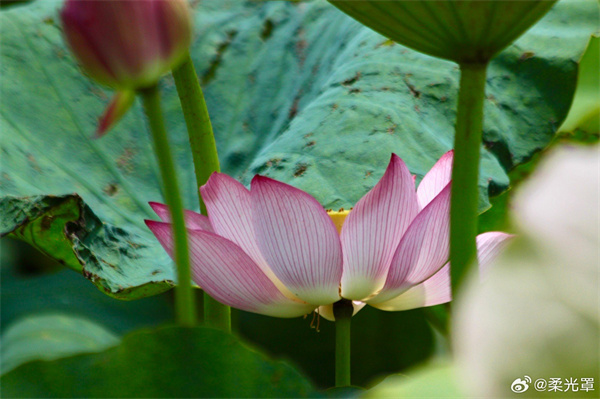 【圖說淮南】&mdash;&mdash;夏荷